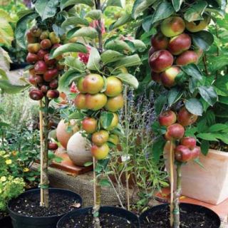 Pomi columnari pitici,meri.ciresi,caisi,nectarin-10+5 gratis