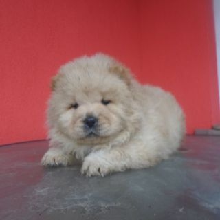 Vand chow chow!!